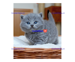 Britse korthaar Kittens