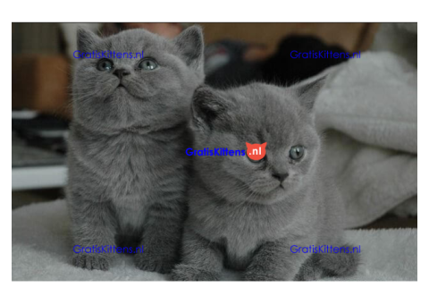 Stamboom brits korthaar kittens