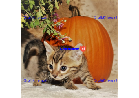 Bengaalse kittens