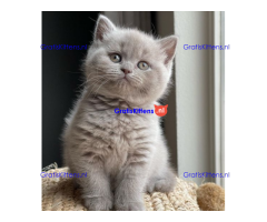 Britse korthaar kittens