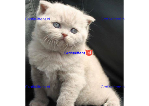 Britse korthaar kittens