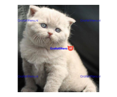 Britse korthaar kittens