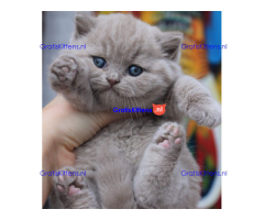Stamboom brits korthaar kittens