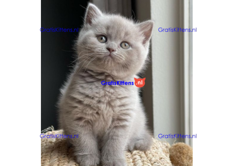 Mooie brits korthaar kittens