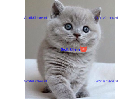 Britse korthaar kittens