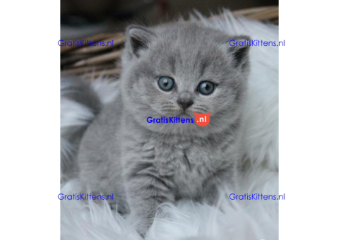Britse korthaar kittens