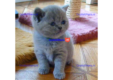 Kwaliteit Britse korthaar kittens