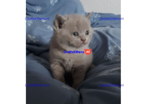 Britse korthaar Kittens