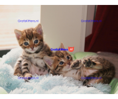 Bengaalse kittens