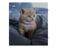 Brits korthaar kittens met stamboom