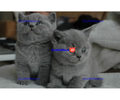 Brits korthaar kittens met stamboom