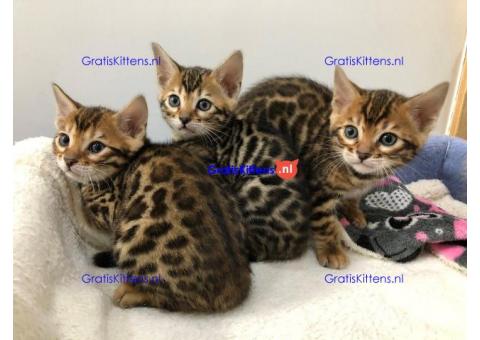 Wij bieden Bengaalse kittens aan voor adoptie