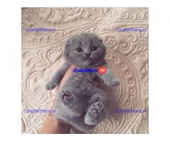 schattige Scottish Fold kittens tica