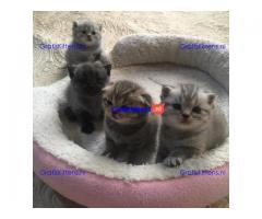 schattige Scottish Fold kittens tica