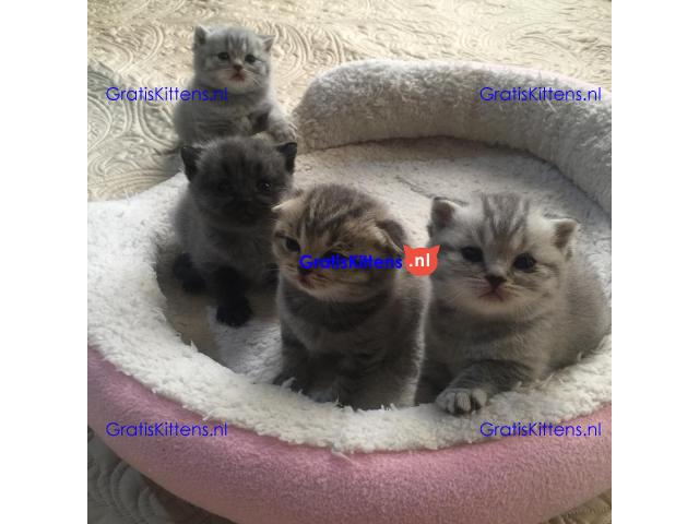 schattige Scottish Fold kittens tica