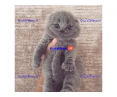 schattige Scottish Fold kittens tica