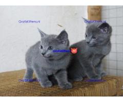 Mooie Russische blauwe kittens