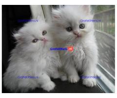 Mooie Perzische kittens