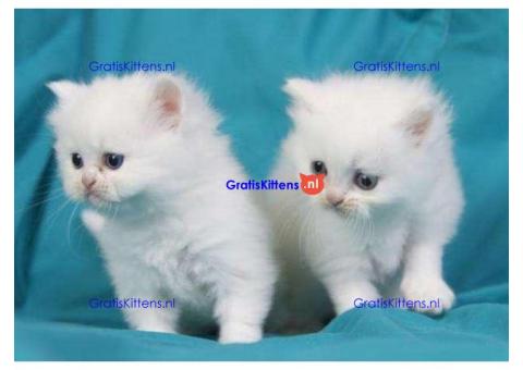 gezonde Perzische kittens voor adoptie