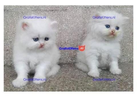 Goed gesocialiseerde Perzische kittens voor adoptie