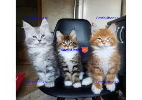 schattige mannelijke en vrouwelijke maine coon-kittens voor adoptie