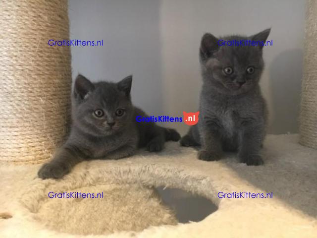 Stamboom Scottish Fold Kittens