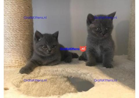 Stamboom Scottish Fold Kittens