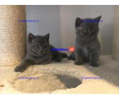 Stamboom Scottish Fold Kittens