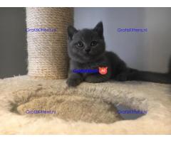 Stamboom Scottish Fold Kittens