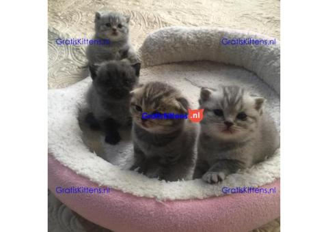 Stamboom Scottish Fold Kittens