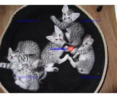 Mooie Egyptische mau kittens voor adoptie