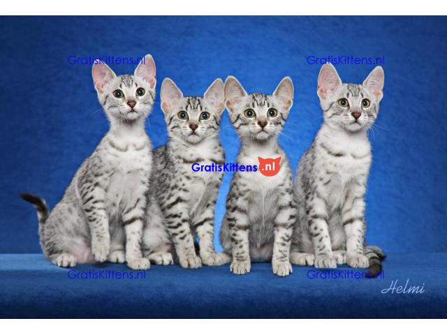 Mooie Egyptische mau kittens voor adoptie