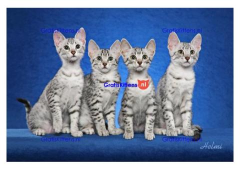 Mooie Egyptische mau kittens voor adoptie