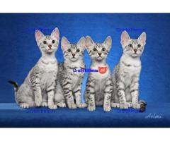 Mooie Egyptische mau kittens voor adoptie