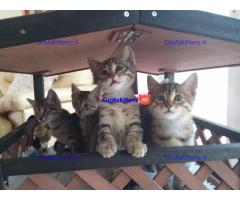 Mooie Egyptische mau kittens voor adoptie