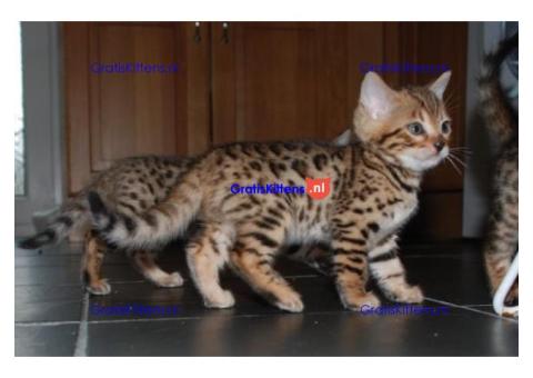 Aanhankelijke Tica Bengal Kittens nu beschikbaar