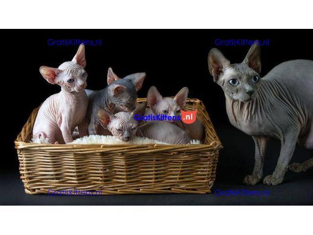 Vetgedrukte en rimpelige Sphynx-kittens