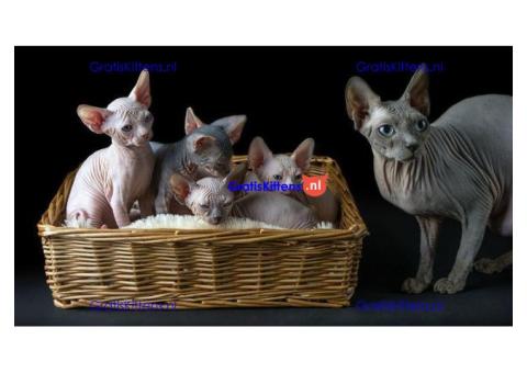 Vetgedrukte en rimpelige Sphynx-kittens