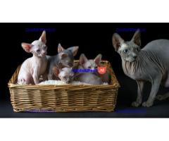 Vetgedrukte en rimpelige Sphynx-kittens