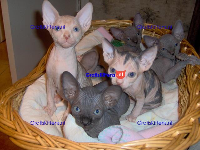 Vetgedrukte en rimpelige Sphynx-kittens