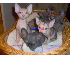 Vetgedrukte en rimpelige Sphynx-kittens