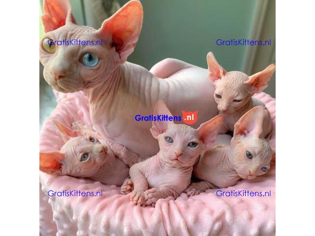 Vetgedrukte en rimpelige Sphynx-kittens