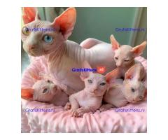 Vetgedrukte en rimpelige Sphynx-kittens