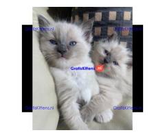 Ragdoll-kittens voor herplaatsing