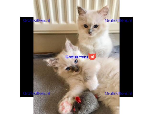 Ragdoll-kittens voor herplaatsing