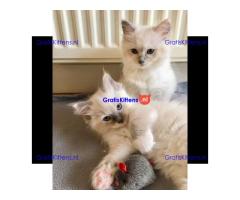 Ragdoll-kittens voor herplaatsing