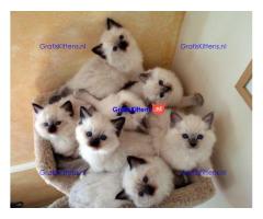 Ragdoll-kittens voor herplaatsing