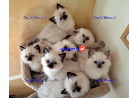 ragdoll kittens voor adoptie