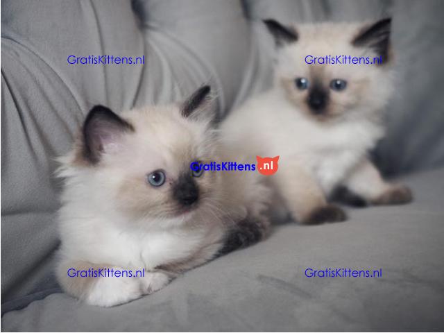 ragdoll kittens voor adoptie