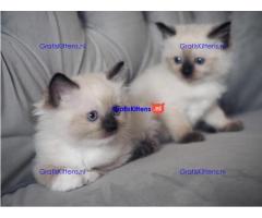 ragdoll kittens voor adoptie